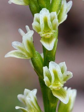 Prasophyllum plumiforme