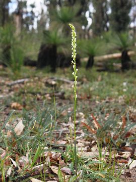 Prasophyllum plumiforme