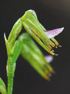 Prasophyllum sp. Prasophyllum sp.