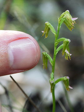 Prasophyllum sp. Prasophyllum sp.