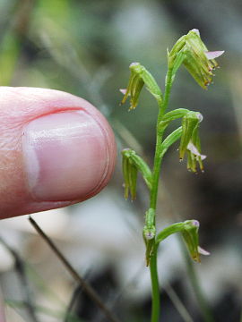 Prasophyllum sp.