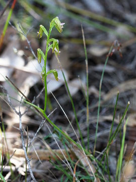 Prasophyllum sp. Prasophyllum sp.