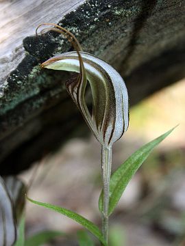 Pterostylis aspera