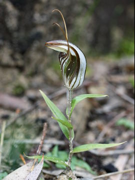 Pterostylis aspera