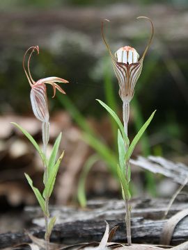 Pterostylis aspera