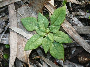 Pterostylis aspera