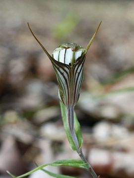 Pterostylis aspera