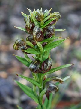 Pterostylis atrosanguinea