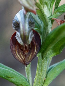 Pterostylis atrosanguinea Pterostylis atrosanguinea