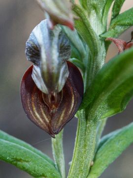 Pterostylis atrosanguinea