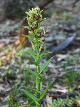 Pterostylis atrosanguinea