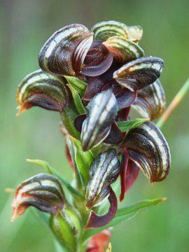 Pterostylis atrosanguinea