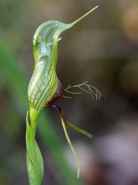 Pterostylis barbata