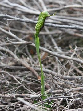 Pterostylis barbata