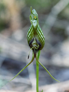 Pterostylis barbata