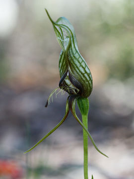 Pterostylis barbata