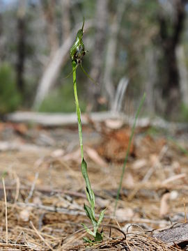 Pterostylis barbata