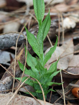 Pterostylis barbata