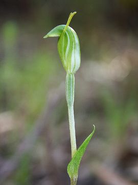 Pterostylis brevisepala