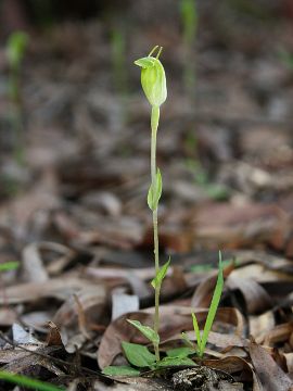 Pterostylis brevisepala