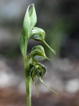 Pterostylis ciliata