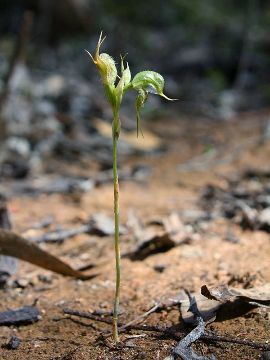 Pterostylis ciliata