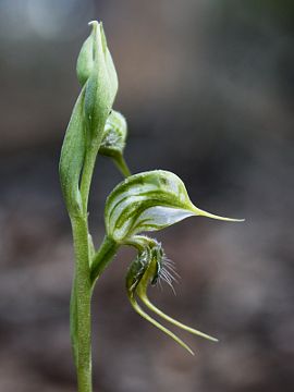 Pterostylis ciliata