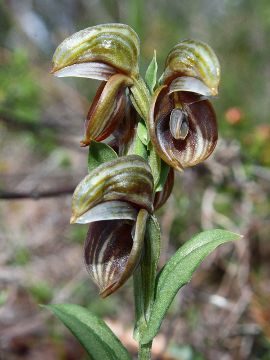 Pterostylis concava