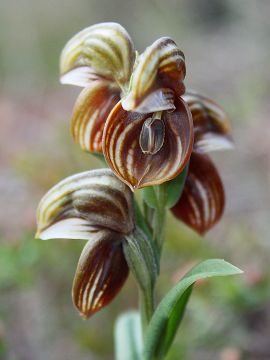 Pterostylis concava Pterostylis concava