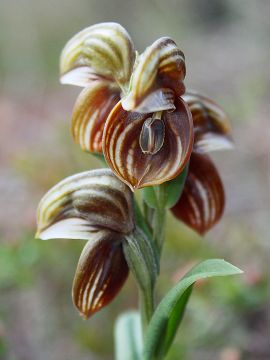 Pterostylis concava