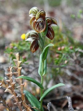 Pterostylis concava Pterostylis concava