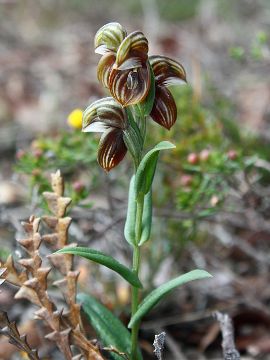 Pterostylis concava