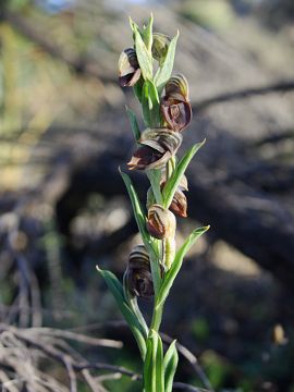 Pterostylis concava Pterostylis concava