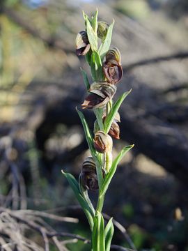 Pterostylis concava