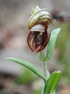 Pterostylis concava