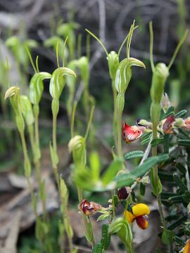 Pterostylis crispula