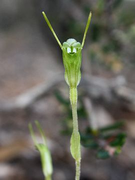 Pterostylis crispula