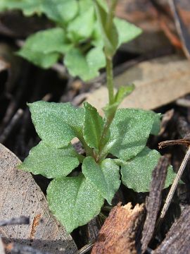 Pterostylis crispula