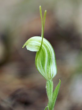 Pterostylis dilatata