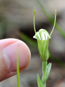 Pterostylis dilatata