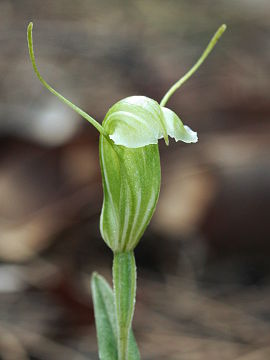 Pterostylis dilatata