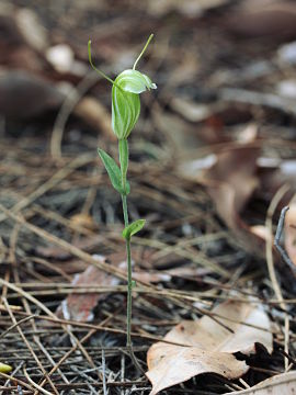 Pterostylis dilatata