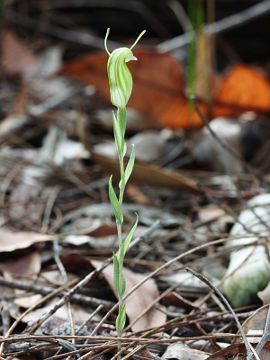 Pterostylis dilatata