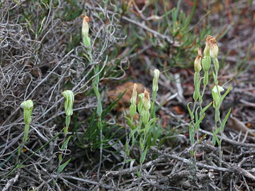 Pterostylis dilatata