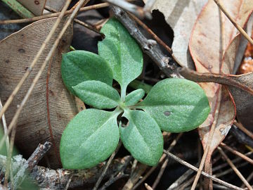 Pterostylis dilatata