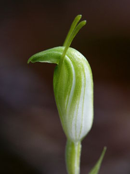 Pterostylis ectypha