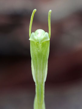 Pterostylis ectypha