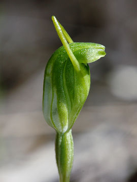 Pterostylis ectypha