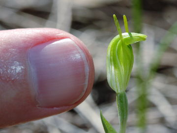 Pterostylis ectypha