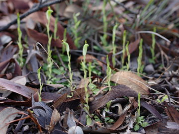 Pterostylis ectypha